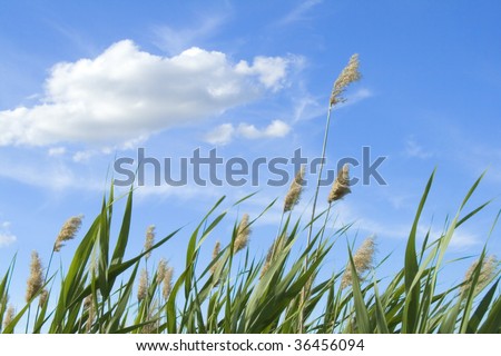 High reed against cloudy sky in wind day