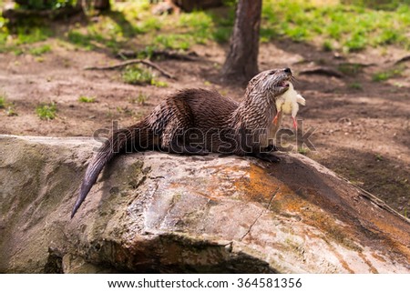Giant otter standing on a rock with prey in the teeth
