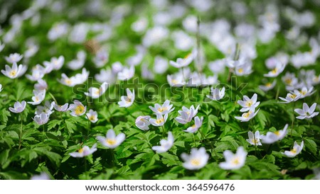 White anemone flowers. Gentle stock flower image shot on opened aperture