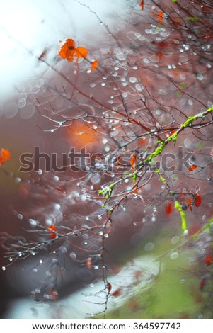 abstract and blurred background with branches and raindrops