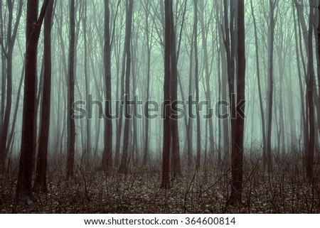 Beautiful forest with fog. Beauty nature background
