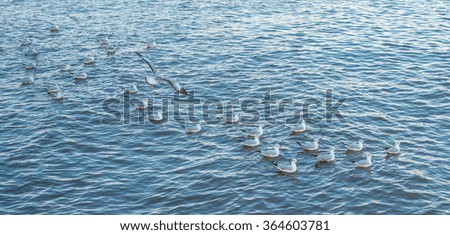 Pack of seagull in the sea