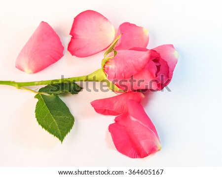 Sweet roses on white background