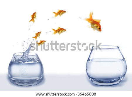 jump gold fish from aquarium to aquarium on white background