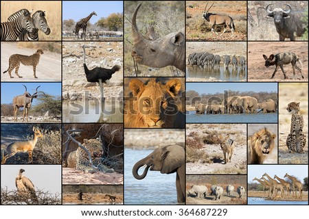 Collage of wild animals in Namibia's parks and reserves, including the Big Five game.