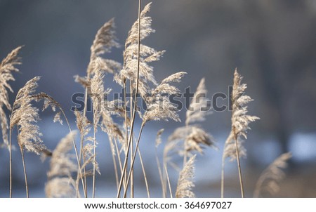 Detail of flowering reed and grass plants