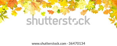 Panoramic autumn oak and maple leaves on white background