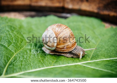 Curious snail in the garden on green leaf Royalty-Free Stock Photo #364743500