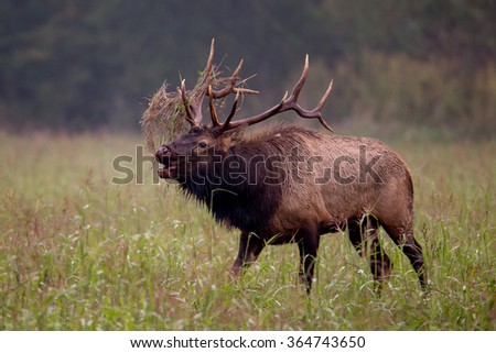 Trophy Class Bull Elk standing in a field during the Fall Rut