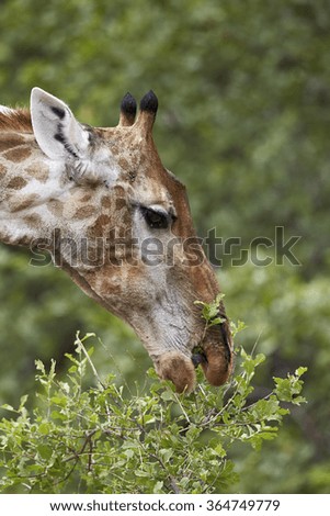 Cape giraffe (Giraffa camelopardalis giraffa) feeding, Kruger National Park, South Africa, Africa