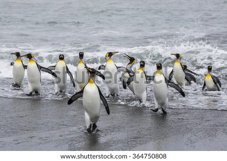 Adult king penguins (Aptenodytes patagonicus) returning from sea at St. Andrews Bay, South Georgia, Polar Regions
