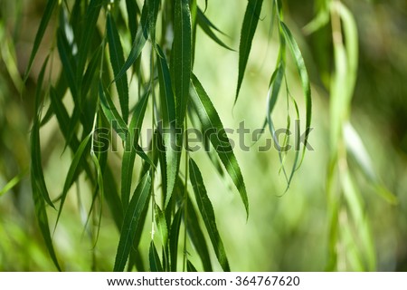 weeping willow background Royalty-Free Stock Photo #364767620