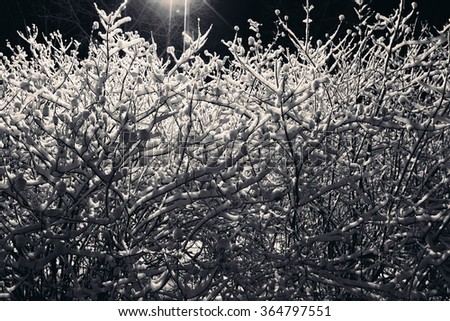 Snow on the branches of a shrub at night.