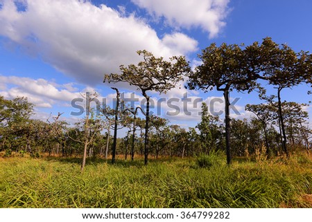 grass field and trees in Pa Hin Ngam national park,Thailand
