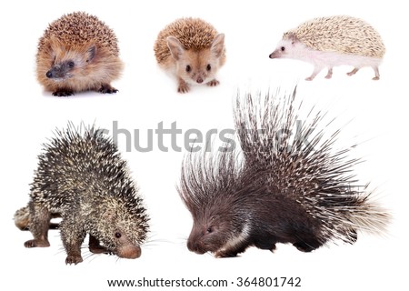 Porcupines and hedgehogs set isolated on white background