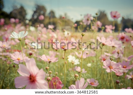 Cosmos flower blossom in garden