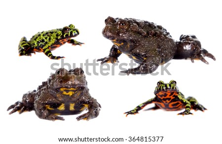 Oriental and Hubei Fire-bellied Toads on white, bombina orientalis and mirodeladigitora, isolated on white background