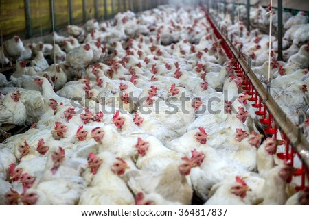 Sick chicken or Sad chicken in farm,Epidemic, bird flu, health problems. Royalty-Free Stock Photo #364817837