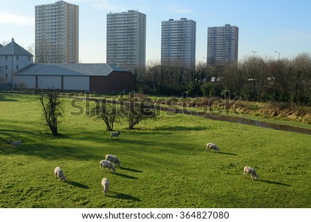 Flock of sheep graze in Lee Valley Park, London with skyscrapers in background