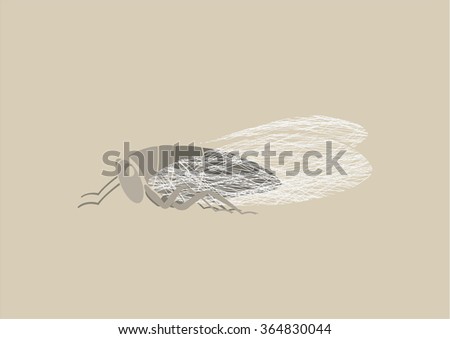 Graphic print of Cicada.
