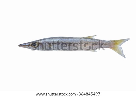  fish fresh,barracuda fish,seapike fish isolate on white background,seafood 