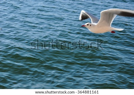 The beauty of the sea gull
