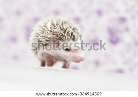 beautiful young cute and small african pygmy hedgehog baby color brown pinto snowflake with monokel in flower vintage background