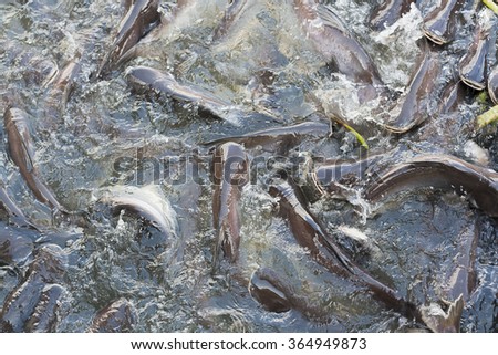 Iridescent shark or Catfish in the river snatch to feed.