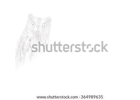 Owl. Foggy white art background. Bird: Eurasian Scops Owl. Otus scops.