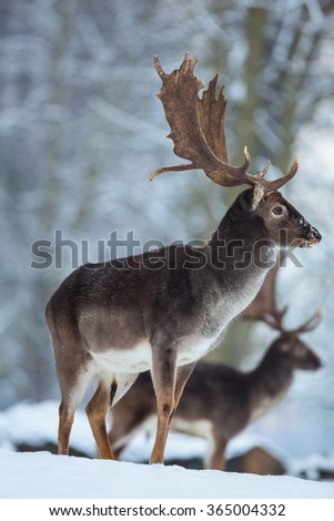 Fallow deer. Fallow deer in winter. Snowy trees in the background.