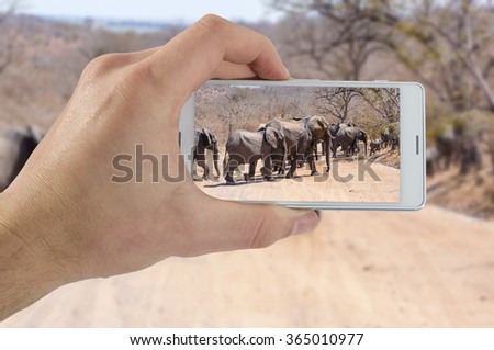 Tourist hand taking photograph of elephants using smart phone camera