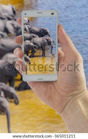 Tourist hand taking photograph of elephants using smart phone camera