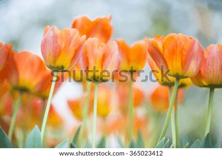 Beautiful bouquet of tulip. colorful tulip. tulip in spring,colourful tulip