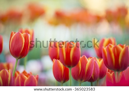 Beautiful bouquet of tulip. colorful tulip. tulip in spring,colourful tulip