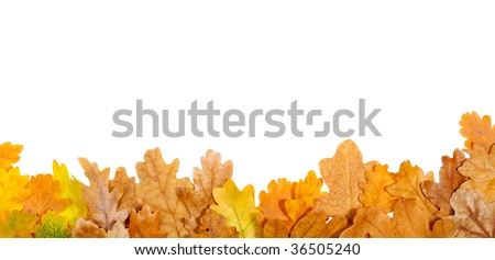 Autumn oak leaves on the bottom isolated on white