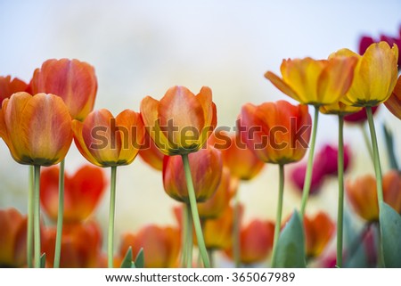 Beautiful bouquet of tulip. colorful tulip. tulip in spring,colorful tulip 