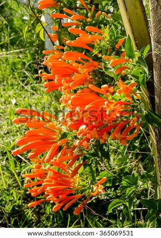 Trumpet flower or Flame flower in the garden 