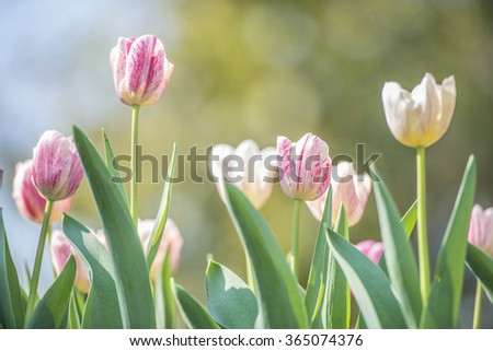 Beautiful bouquet of tulip. colorful tulip. tulip in spring,colorful tulip 