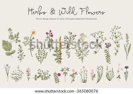 Herbs and Wild Flowers. Botany. Set. Vintage flowers. Colorful illustration in the style of engravings. Royalty-Free Stock Photo #365080076