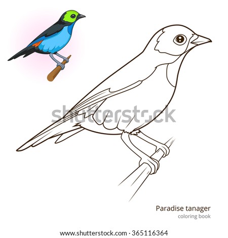 Paradise tanager bird learn birds educational game coloring book vector illustration