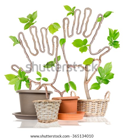 Photo of plants growing from pots forming hand prints isolated on white