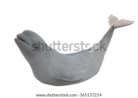 Beluga (polar dolphin). Suborder of toothed whales. Isolated on white background Royalty-Free Stock Photo #365137214