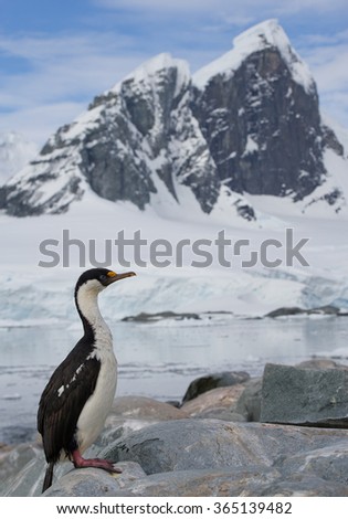Imperial shag sitting on the rock with rocky mountain in the background and blue sky, Antarctic Peninsula, Antarctica