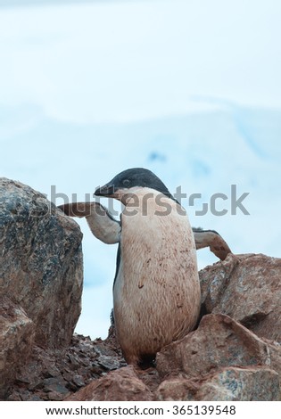 Young chick of Adelie penguin with punk look, standing between two rocks, with clean white-blue background, Antarctic Peninsula, Antarctica