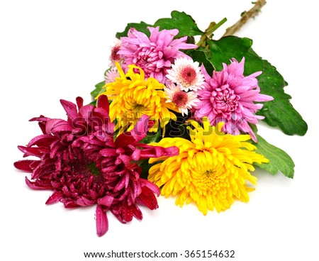Beautiful bouquet of chrysanthemums isolated on white background