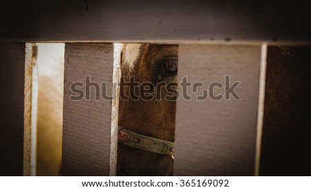 surprised horse in the stall, close up view .