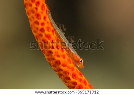 Underwater picture of Whip Goby on Gorgonian Coral