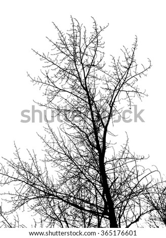 abstract, tree branches on a white background