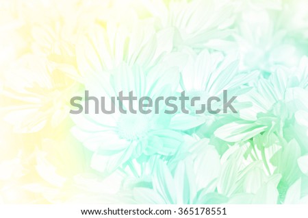 Closed-up of Spray Type of Chrysanthemum (Dendranthemum grandifflora) in Pastel Tone.