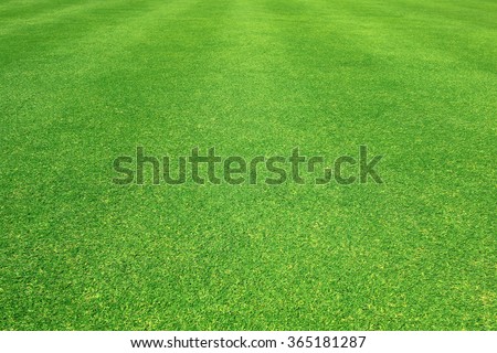 Grass field / Green grass background Royalty-Free Stock Photo #365181287